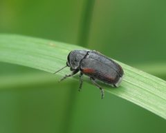 Coleothorpa vittigera - inat 219478583 by {{{name}}}. Used under a CC BY-SA 4.0 license.