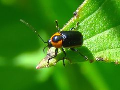 Bassareus lituratus by Annika Lindqvist. Used under a CC BY 4.0 license.