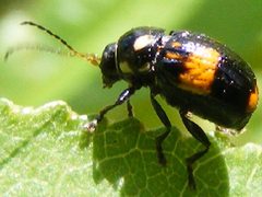 BassareusMammifer by Smidon33. Used under a CC BY-SA 3.0 license.