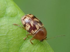 Cryptocephalus badius by Yann Kemper. Used under a CC0 license.