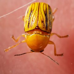 Cryptocephalus defectus 17320890 by Meghan Cassidy. Used under a CC BY-SA 4.0 license.