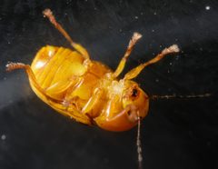Cryptocephalus defectus 17320897 by Meghan Cassidy. Used under a CC BY-SA 4.0 license.