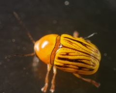 Cryptocephalus defectus 17320905 by Meghan Cassidy. Used under a CC BY-SA 4.0 license.