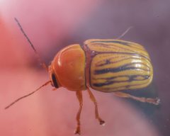 Cryptocephalus defectus 17320916 by Meghan Cassidy. Used under a CC BY-SA 4.0 license.