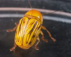 Cryptocephalus defectus 17320925 by Meghan Cassidy. Used under a CC BY-SA 4.0 license.