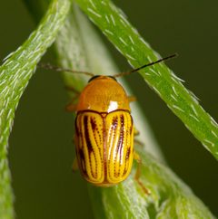 Cryptocephalus defectus adult dorsal by Jgw-atx. Used under a CC BY 4.0 license.
