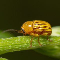 Cryptocephalus defectus adult lateral by Jgw-atx. Used under a CC BY 4.0 license.