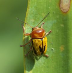 Cryptocephalus gibbicollis P1010049b by 
xpda. Used under a CC BY-SA 4.0 license.