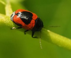 Cryptocephalus notatus by Adam Kranz. Used under a CC0 license.