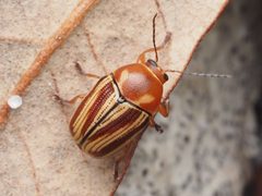 Cryptocephalus obsoletus 352820064 by Zygy. Used under a CC0 license.
