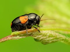 Case-bearing Leaf Beetle - Flickr - treegrow by Katja Schulz from Washington, D. C., USA. Used under a CC BY 2.0 license.