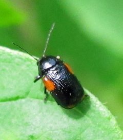 Cryptocephalus quadruplex by Jacy Lucier. Used under a CC BY-SA 4.0 license.