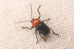Cryptocephalus sanguinicollis imported from iNaturalist photo 178751807 on 16 April 2024 by (c) Chloe and Trevor Van Loon, some rights reserved (CC BY). Used under a CC BY 4.0 license.