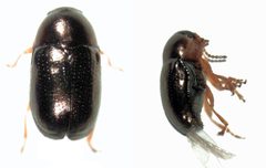 Diachus auratus by S.E. Thorpe. Used under a Public domain license.