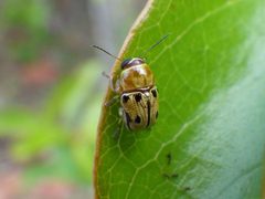 Griburius larvatus by David Jeffrey Ringer by Djringer. Used under a CC BY-SA 4.0 license.