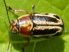 PachybrachisBivittatus by Smidon33. Used under a CC BY-SA 3.0 license.