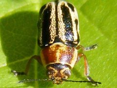 PachybrachisBivittatus1 by Smidon33. Used under a CC BY-SA 3.0 license.
