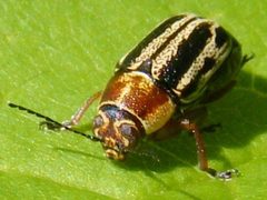 PachybrachisBivittatus2 by Smidon33. Used under a CC BY-SA 3.0 license.