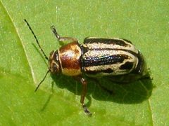 PachybrachisBivittatus3 by Smidon33. Used under a CC BY-SA 3.0 license.