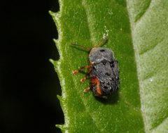 Chlamisus maculipes - inat 979420 by {{{name}}}. Used under a CC BY-SA 4.0 license.