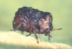 Nbebbianaewillowhostform by No machine-readable author provided. Neochlamisus~commonswiki assumed (based on copyright claims).. Used under a Public domain license.