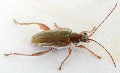 Donacia cincticornis by iNaturalist user: jimeckert49. Used under a CC BY 4.0 license.