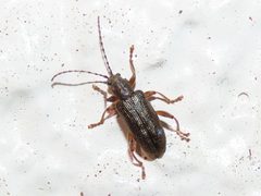 Donacia dissimilis by iNaturalist user: geosesarma. Used under a CC BY 4.0 license.