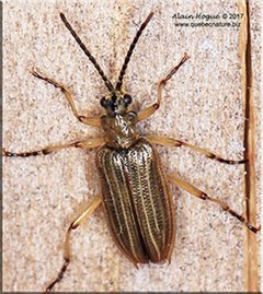 Neohaemonia melsheimeri by Alain Hogue. Used under a CC BY-SA 4.0 license.