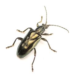 Plateumaris fulvipes by Koji Shiraiwa. Used under a CC BY 4.0 license.