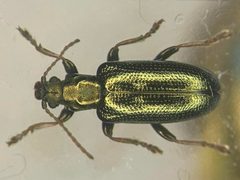 Plateumaris metallica by Nick Bédard. Used under a CC0 license.