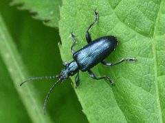 Plateumaris nitida by Jimmy Dee. Used under a CC BY-SA 4.0 license.
