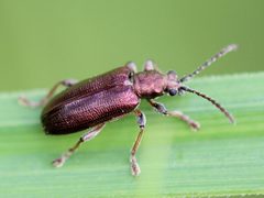 Plateumaris pusilla by Steven Lamonde. Used under a CC BY 4.0 license.