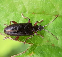 Plateumaris shoemakeri by Will Linnard. Used under a CC BY 4.0 license.