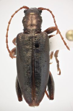 Poecilocera harrisii by Ingolf Askevold. Used under a CC0 license.