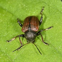 Bromius obscurus 213729163 by Reiner Jakubowski. Used under a CC BY-SA 4.0 license.