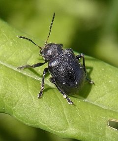 Bromius obscurus natur by Siga. Used under a CC BY-SA 3.0 license.