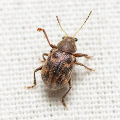 Xanthonia picturata by Justin Williams. Used under a CC BY 4.0 license.