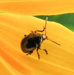 Brachypnoea puncticollis by Beatriz Moisset. Used under a CC BY-SA 4.0 license.