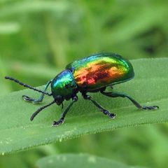 Chrysochus auratus 1 by Jacy Lucier. Used under a CC BY-SA 4.0 license.
