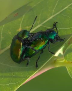 Chrysochus auratus P1290822c by 
xpda. Used under a CC BY-SA 4.0 license.