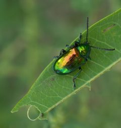 Chrysochus auratus P1520649a by 
xpda. Used under a CC BY-SA 4.0 license.
