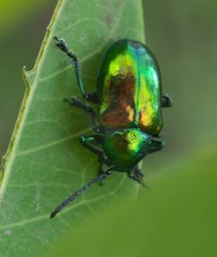 Chrysochus auratus P1520651a by 
xpda. Used under a CC BY-SA 4.0 license.