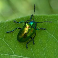 Chrysochus auratus P1660177a by 
xpda. Used under a CC BY-SA 4.0 license.