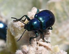 Chrysochus cobaltinus by Calibas. Used under a CC BY-SA 4.0 license.
