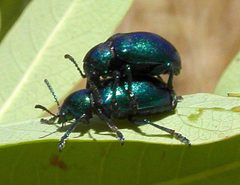 Chrysochus cobaltinus sex by Calibas. Used under a Public domain license.