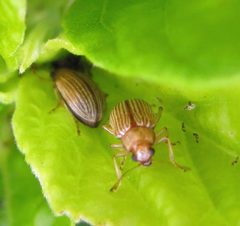 Colaspis brunnea by Jacy Lucier. Used under a CC BY-SA 4.0 license.