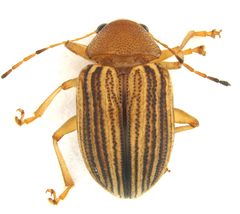 C floridana dorsal by Eickwort. Used under a CC BY 4.0 license.