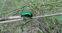 Eumolpus robustus 504333 by Francisco Farriols Sarabia. Used under a CC BY 4.0 license.