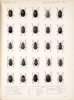 Martinjacobyphytophaga by Martin Jacoby. Used under a Public domain license.