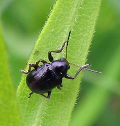 Paria thoracica by Jacy Lucier. Used under a CC BY-SA 4.0 license.